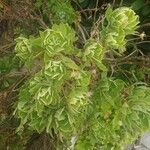 Aeonium goochiae Hoja