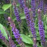 Salvia nemorosa Flor