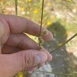 Scirpoides holoschoenus Flower