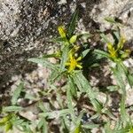 Pectis prostrata Flor