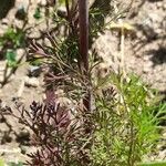 Coriandrum sativum Leaf