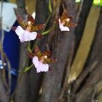 Zygopetalum maculatum Blüte