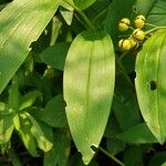 Maianthemum stellatum Feuille