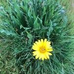 Wyethia angustifolia Hoja