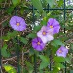 Solanum laciniatum Kwiat