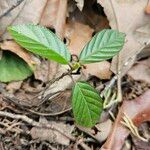 Frangula caroliniana Leaf