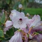 Rhododendron uvariifolium Flor