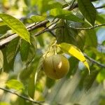 Myristica fragrans Fruit