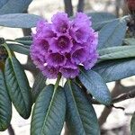 Rhododendron hodgsonii Fleur