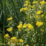 Tephroseris palustris Libunga
