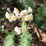 Linaria repensFlor