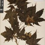 Acer caudatum Други