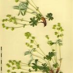Alchemilla alpigena Sonstige