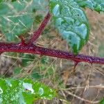 Rubus questieri Bark