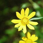 Madia elegans Flower