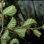 Nothofagus pumilio বাকল