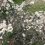 Prunus spinosa Habit