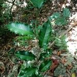 Taxotrophis ilicifolia Blatt