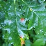 Quercus petraea Leht