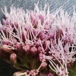 Eupatorium cannabinum Çiçek