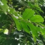 Antiaris toxicaria Leaf