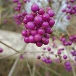 Callicarpa bodinieri Плід