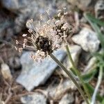 Plantago atrata Flower