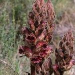 Orobanche gracilis Hábito