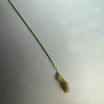 Carex leporina Kvet