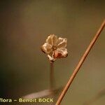 Linum leonii Fruit