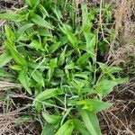 Commelina africana Leaf