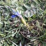 Gentiana sierrae Fruit