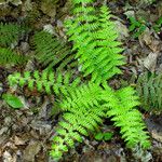 Polystichum braunii Libunga