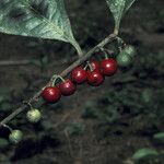 Stylogyne micrantha Fruit