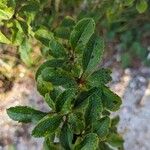 Berberis vulgaris Leaf