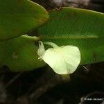 Phyllanthus pindaiensis Flor