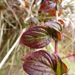 Centradenia inaequilateralis Folha