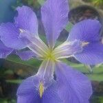 Iris brevicaulis Kvet