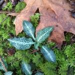 Goodyera oblongifolia Leaf