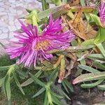 Carpobrotus edulisKukka