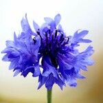 Centaurea cyanus Blomst