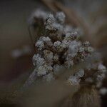 Gypsophila paniculata Flower