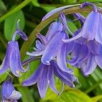 Hyacinthoides × massartiana Ostatní