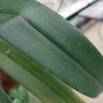 Maxillaria rufescens Leaf