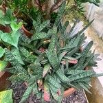 Gasteria obliqua Leaf