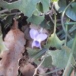 Viola odorata Flower