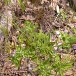 Trichostema brachiatum Hábitos