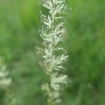 Koeleria pyramidata Flower