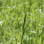 Calamagrostis canescens ফুল