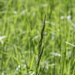 Calamagrostis canescens Кветка